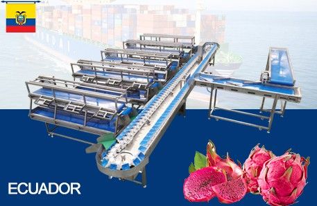 Delivery Dragon Fruit Washing And Grading line To Ecuador