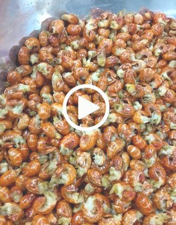 Shrimps Round Fryer In Bolivia 