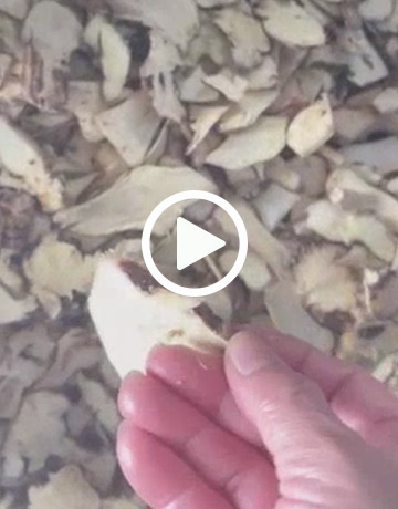 Kava Slicing Machine In Fiji