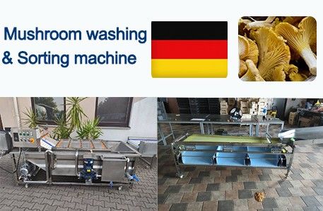 Mushroom Cleaning Line To Germany