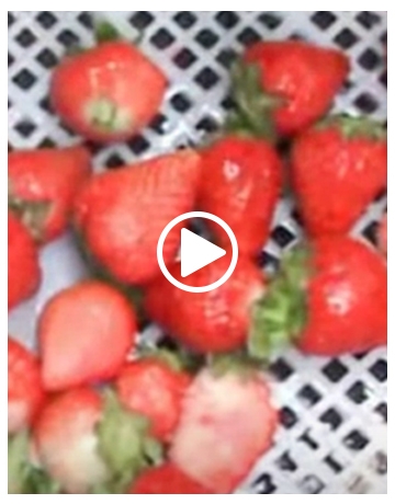 Strawberry Washing Line 