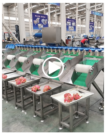 Fruit Sorting Equipment