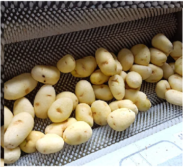 Potato washing machine